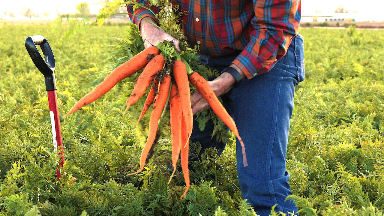 miedema farmer holding carrots