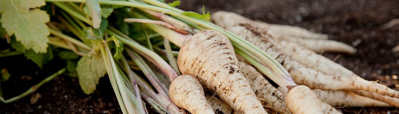 parsnips in the ground